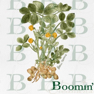 Watercolor Peanut Plant, Digital Download